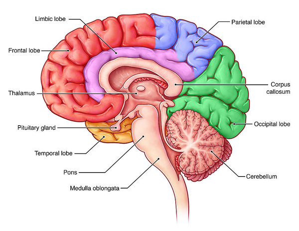 1 lobes of the brain sagittal view evan oto - ebook 12 Perguntas Sobre A Mente